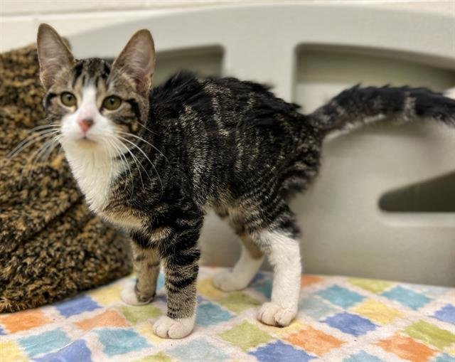 MIREILLE - Domestic Short Hair available for adoption