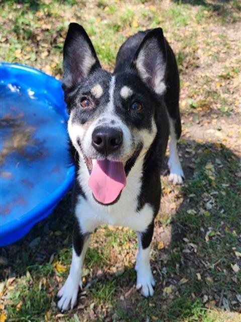 CUCAMELON - Siberian Husky available for adoption