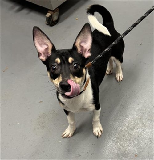 DANDY - Chihuahua available for adoption