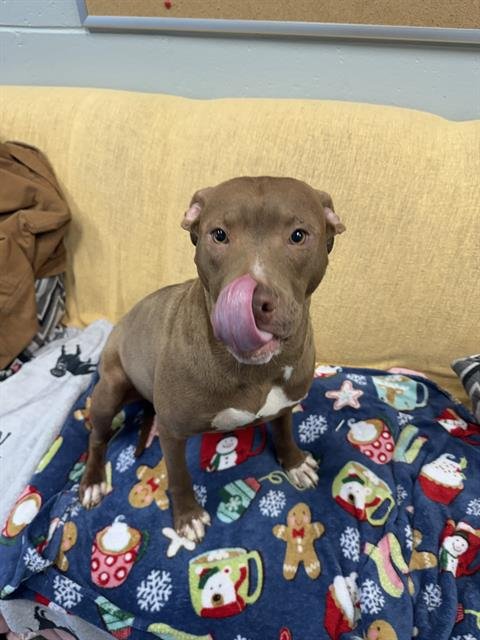 BLAZING STAR - Pit Bull Terrier available for adoption