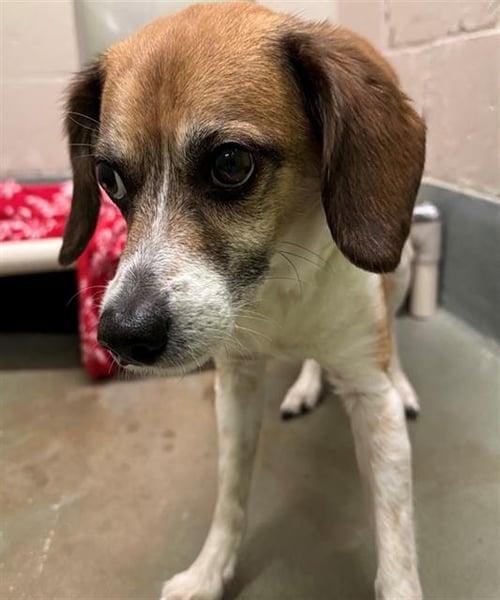 LUKE - Beagle / Papillon available for adoption