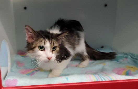 PAM - Domestic Long Hair available for adoption