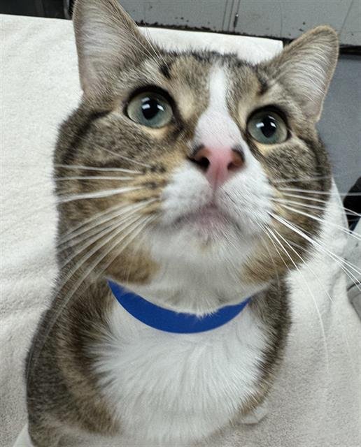 ANDRE - Domestic Short Hair available for adoption