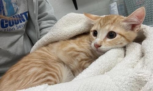 SKILLET - Domestic Short Hair available for adoption