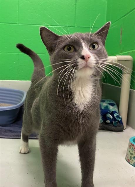 KIMBER - Domestic Short Hair available for adoption