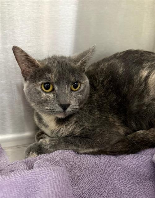 TOWNIE - Domestic Short Hair available for adoption