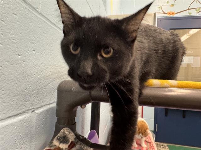 BOOGIE WOOGIE - Domestic Short Hair available for adoption