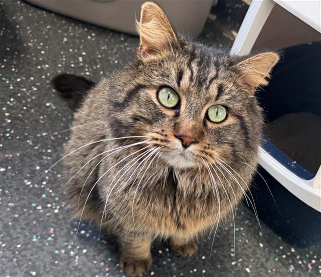 MARTIN - Domestic Long Hair available for adoption