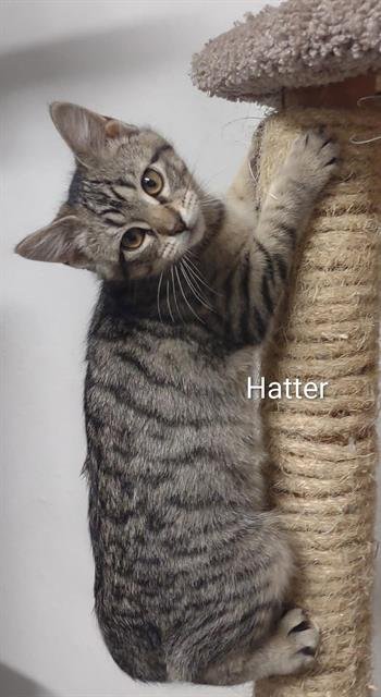 HATTER - Domestic Short Hair available for adoption