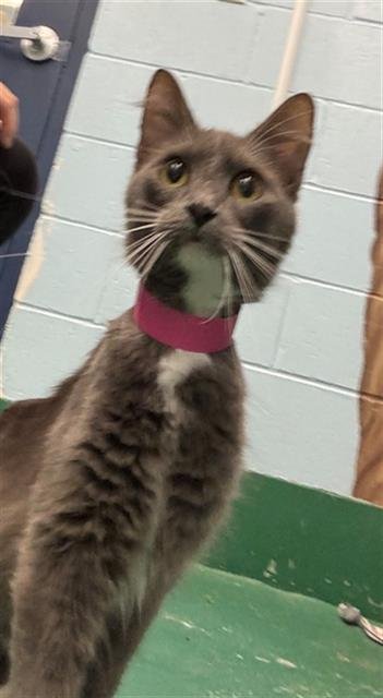 CYAN - Domestic Short Hair for adoption in Peoria