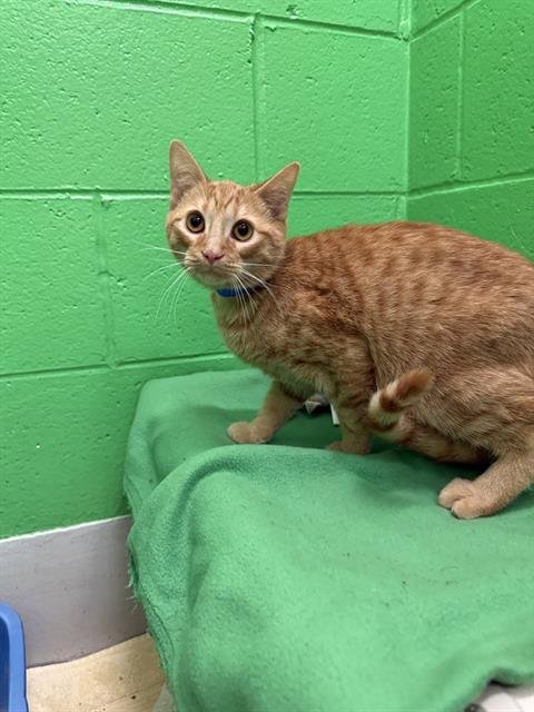 ELIAS - Domestic Short Hair available for adoption