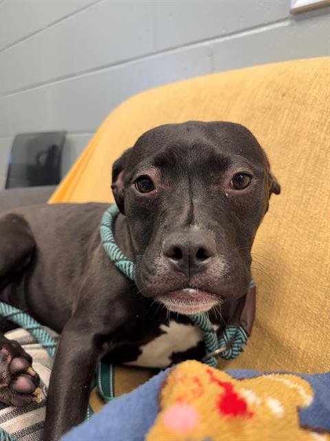 CELESTE - Labrador Retriever available for adoption