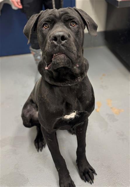 ARTHUR - Cane Corso Mastiff available for adoption