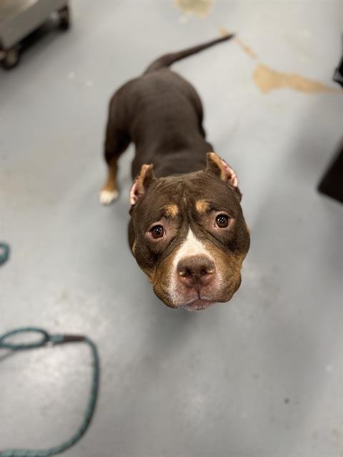 CLARA - Pit Bull Terrier available for adoption