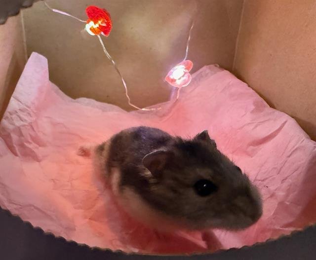 BRADLEY - Hamster available for adoption