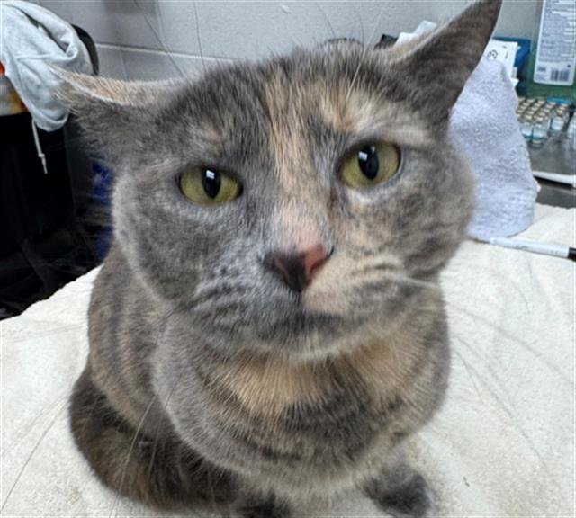 BUNDLE FLOWER - Domestic Short Hair available for adoption