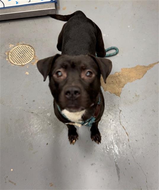 LEMON - Pit Bull Terrier available for adoption