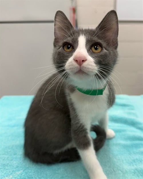 PEARL - Domestic Short Hair available for adoption