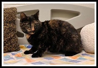 MAEVE - Domestic Short Hair available for adoption