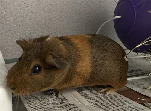MARIA - Guinea Pig available for adoption