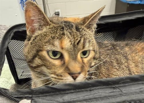 SUNNY - Domestic Short Hair for adoption in Peoria