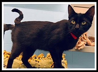 MAGNESS - Domestic Short Hair available for adoption