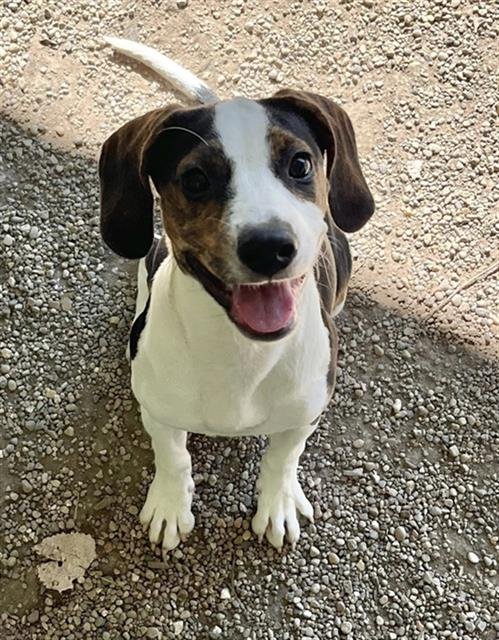 LILY - Beagle / Pit Bull Terrier available for adoption