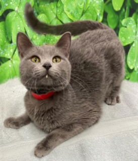 HUGS - Domestic Short Hair available for adoption