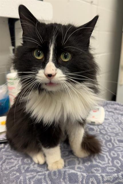 MUSTARD - Domestic Long Hair available for adoption