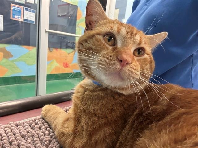 GOLDFISH - Domestic Short Hair available for adoption