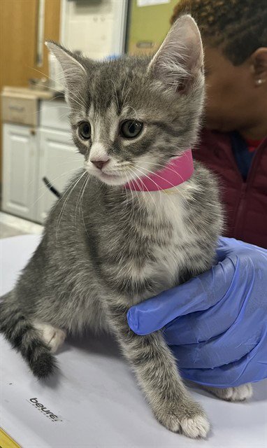 *OPAL - Domestic Short Hair available for adoption