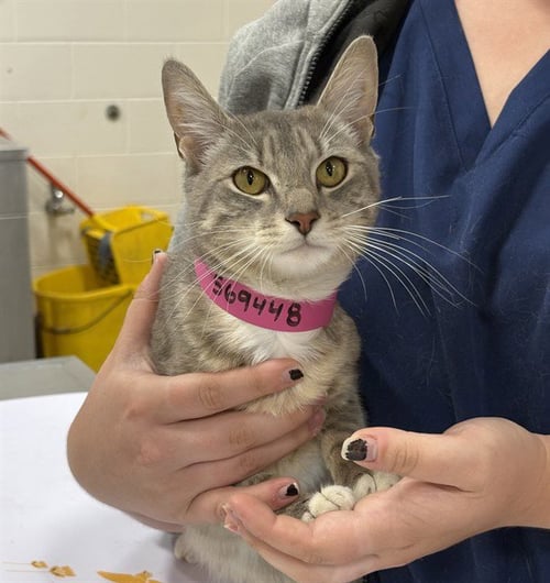 *QUEENIE - Domestic Short Hair available for adoption
