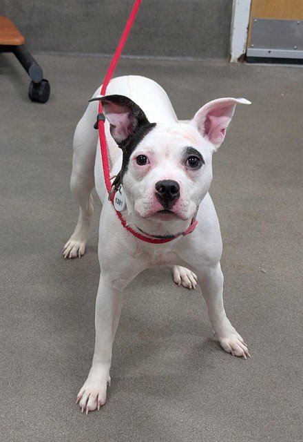 *WILMA - Pit Bull Terrier available for adoption