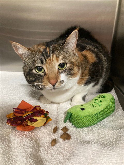 DEOR - Domestic Short Hair available for adoption