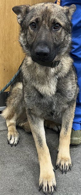 *BUCHANAN - German Shepherd Dog available for adoption