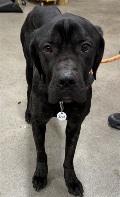 WeRescue - Adopt *TERRY: Cane Corso Mastiff in Forestville, MD