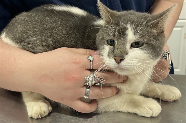 *DUCHESS - Domestic Short Hair available for adoption