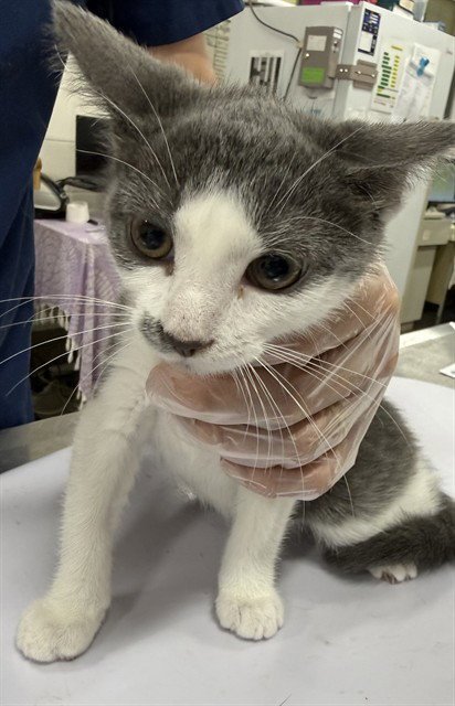 *SANDY - Domestic Short Hair available for adoption