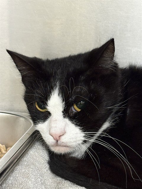 *LINDSAY - Domestic Short Hair available for adoption