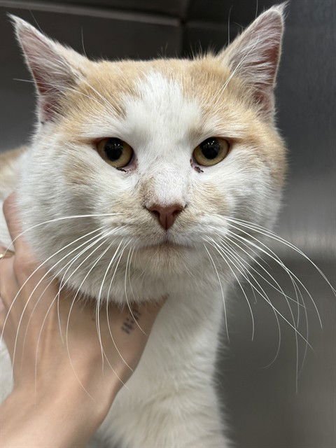 *PASHA - Domestic Short Hair available for adoption