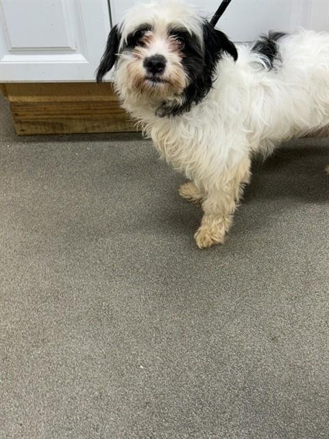 *CHEF - Border Terrier available for adoption