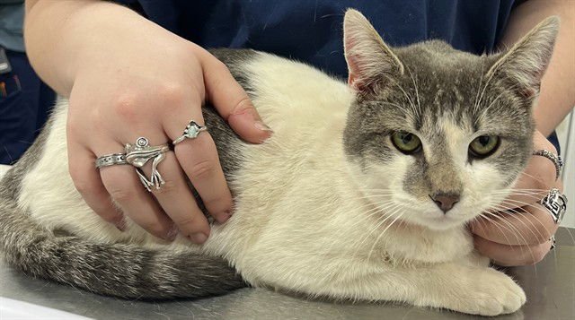 *JADE - Domestic Short Hair available for adoption