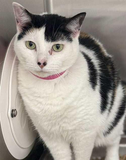 KIKI - Domestic Short Hair available for adoption