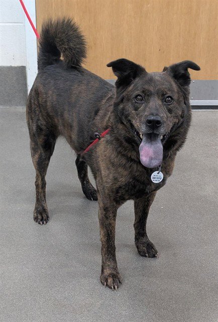 COCO - Chow Chow available for adoption
