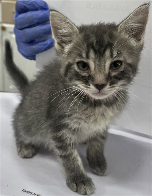 *MISTY - Domestic Short Hair available for adoption