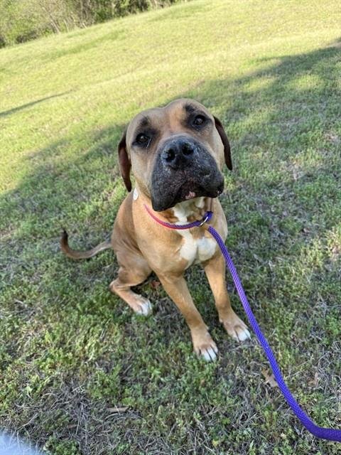 *NALA - Mastiff available for adoption