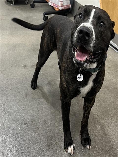 ROCKY - Presa Canario available for adoption