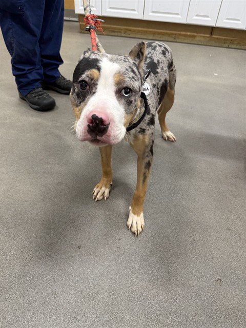 *CHIP - Pit Bull Terrier available for adoption