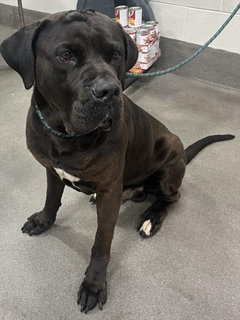 *CHICAGO - Cane Corso Mastiff available for adoption