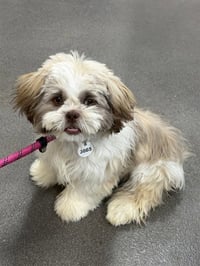 *OZZIE - Photo 1